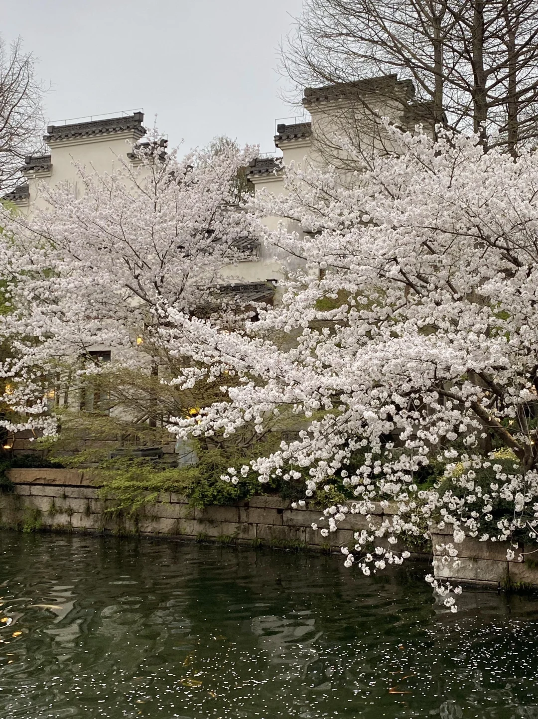 以为西湖已经够美了…😭直到我去了这里🌸