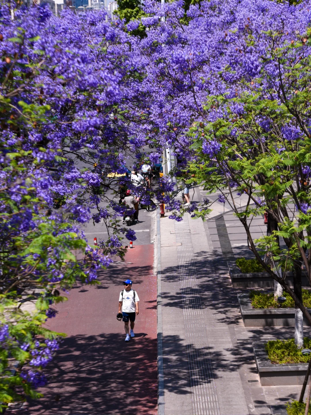 💜成都3️⃣小时，谁懂这一刻浪漫紫的含金量❗