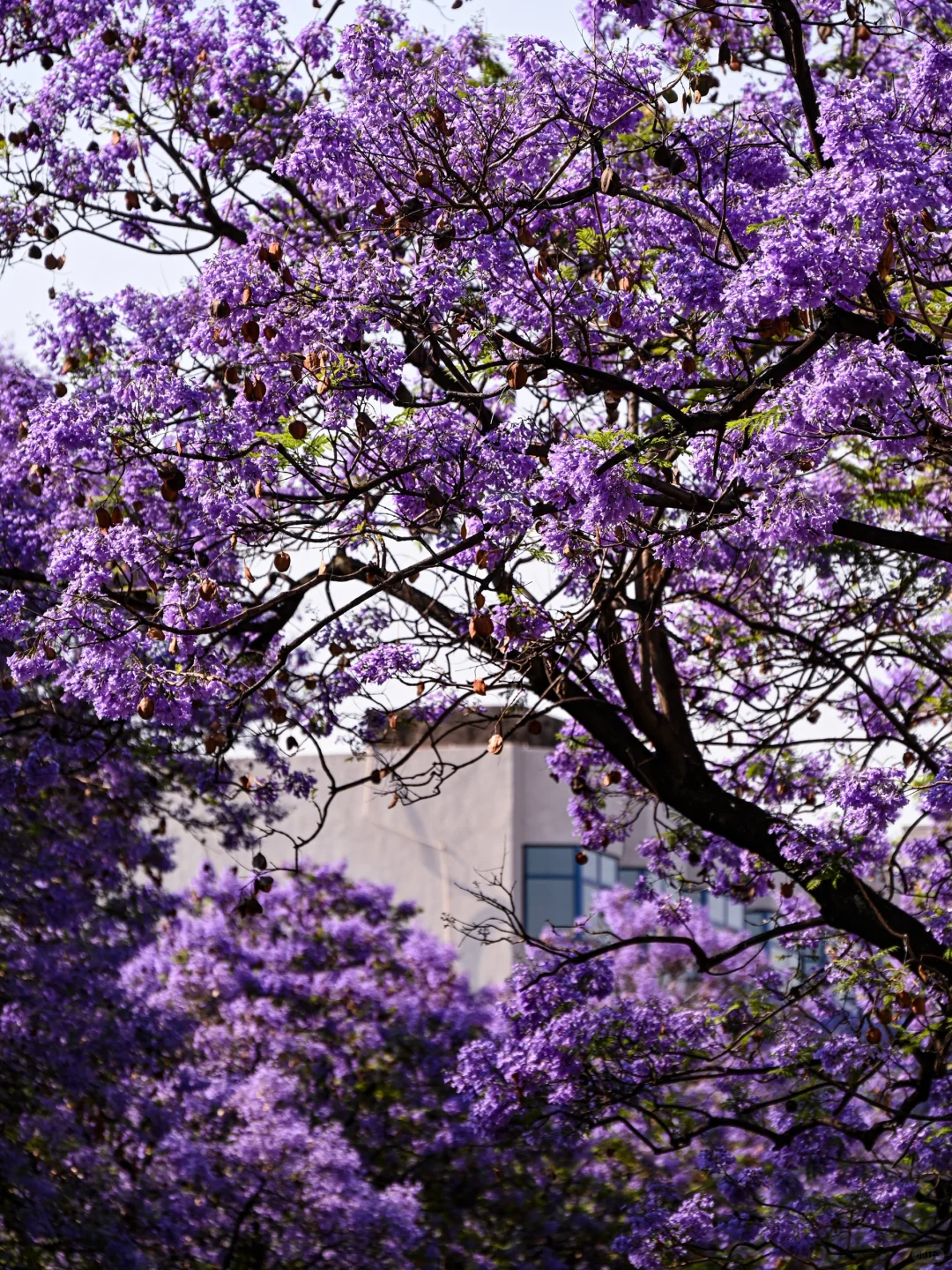 💜成都3️⃣小时，谁懂这一刻浪漫紫的含金量❗
