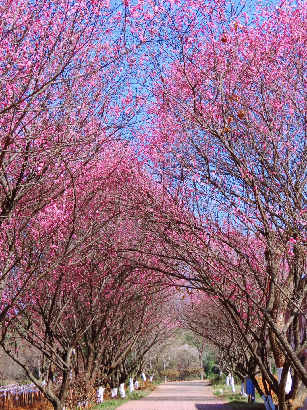 免费‼️南京这里的梅花即将花开成海