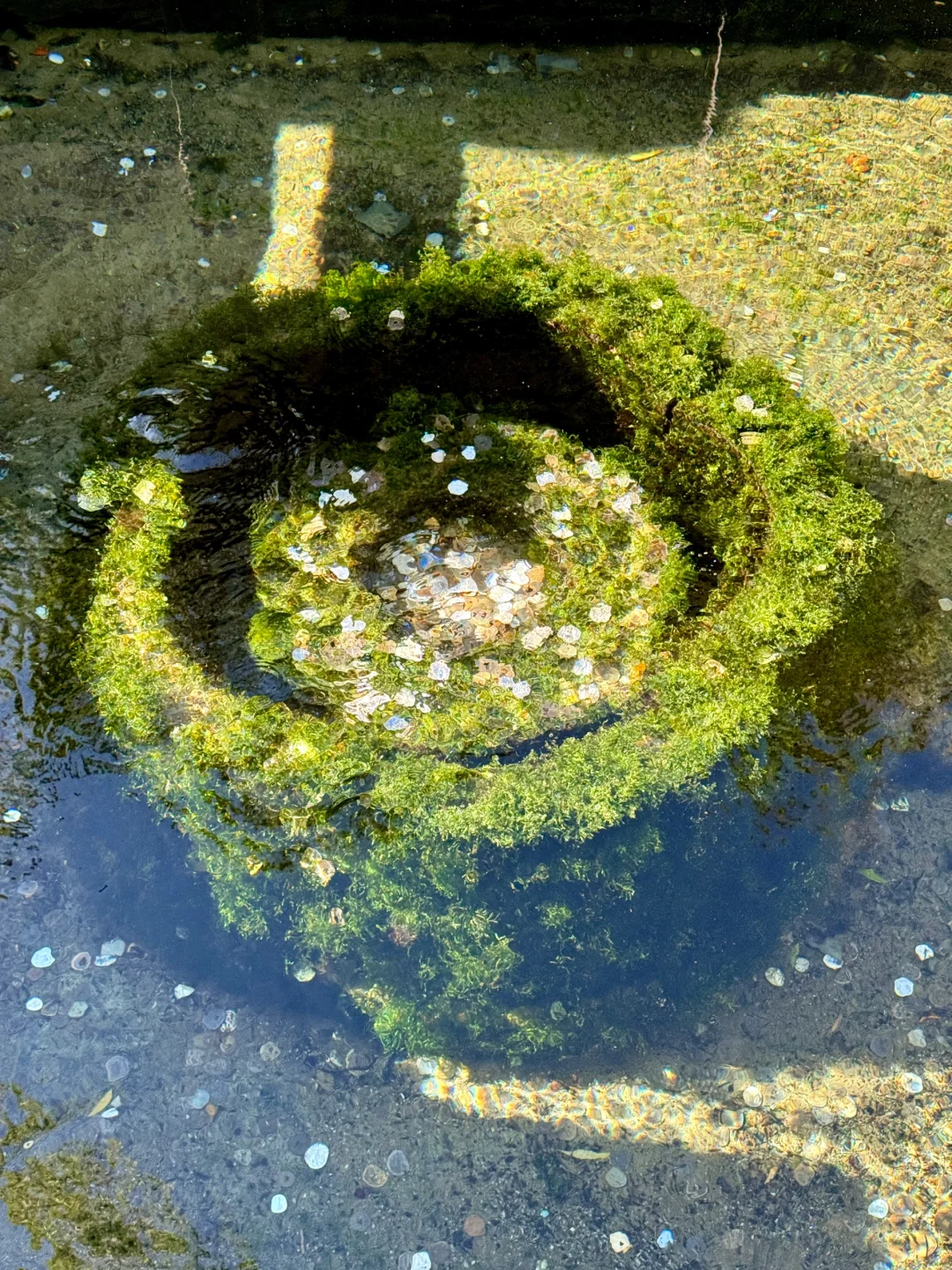 冬天来济南就走这条泉水city walk路线!