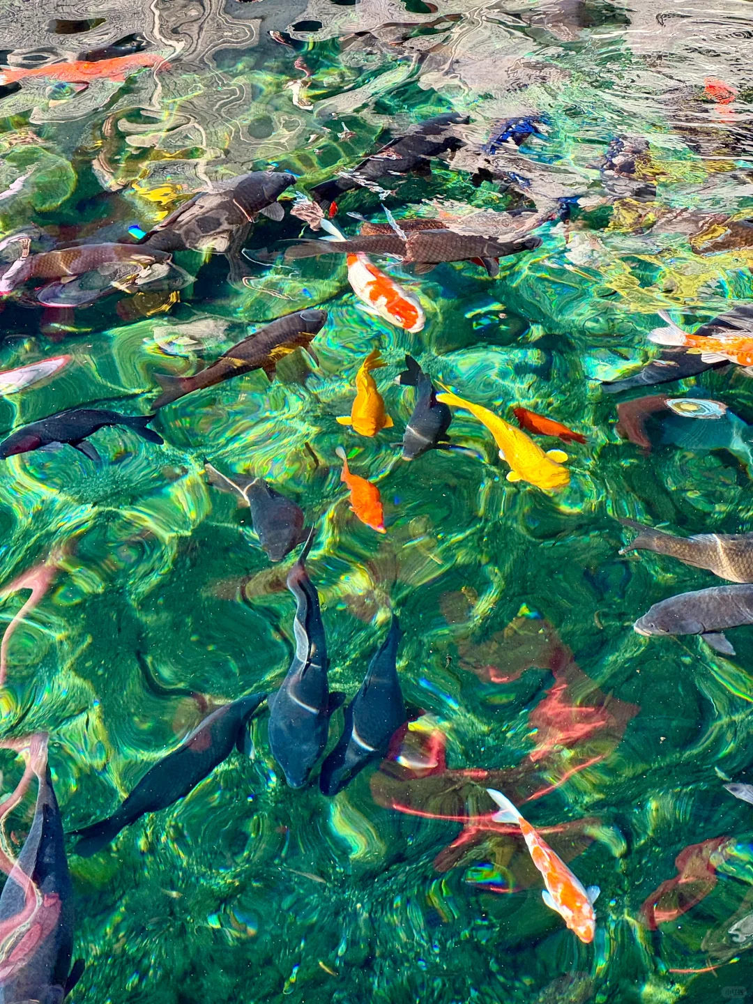 冬天来济南就走这条泉水city walk路线!