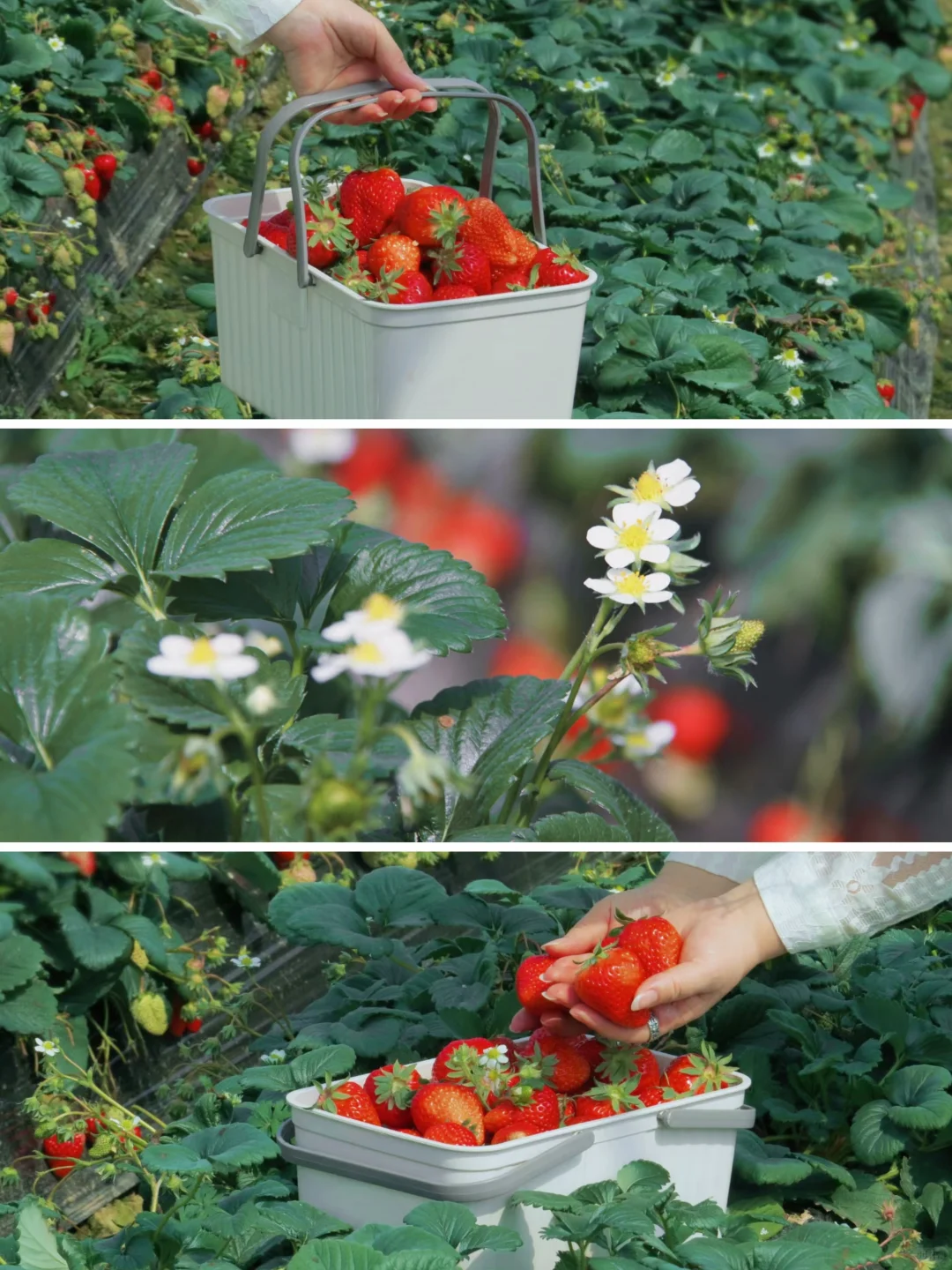免费‼️南京这里的梅花即将花开成海