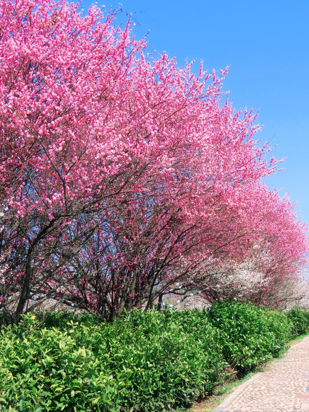免费‼️南京这里的梅花即将花开成海
