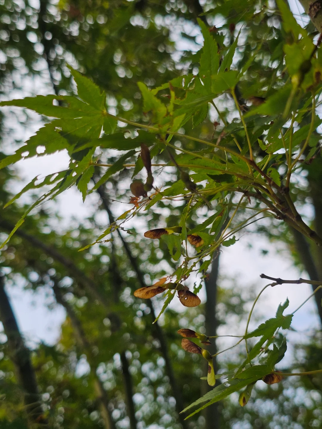 瓯江日落·温州江心屿