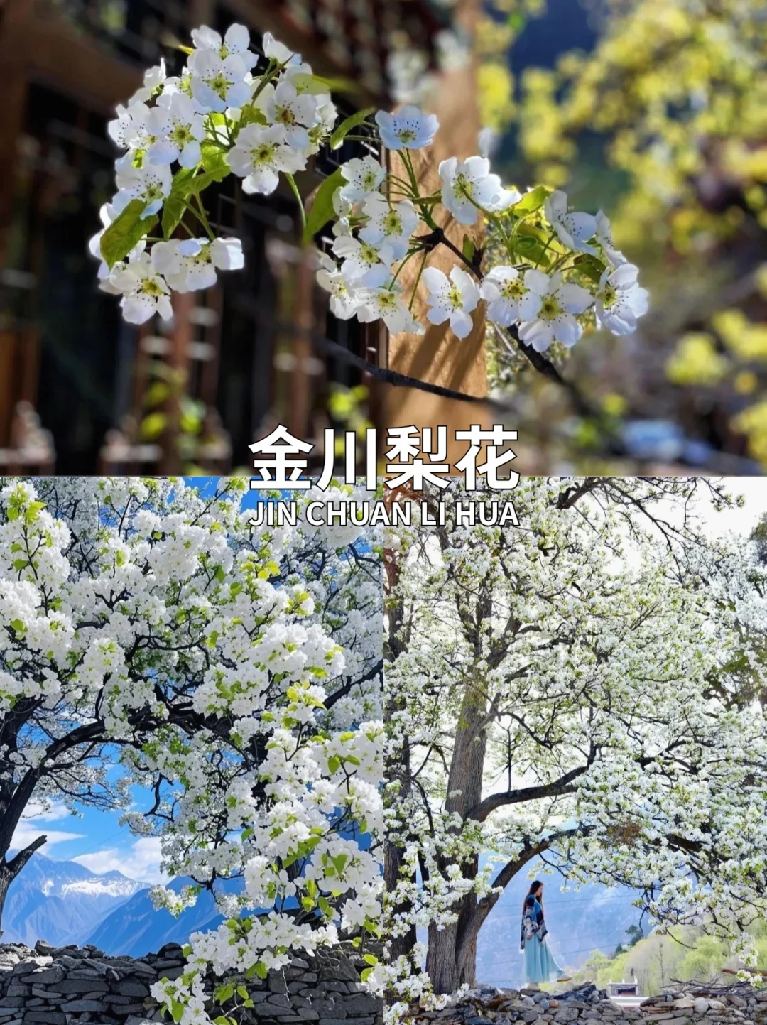 3~5月川西旅游🚗3-6天深度游合集