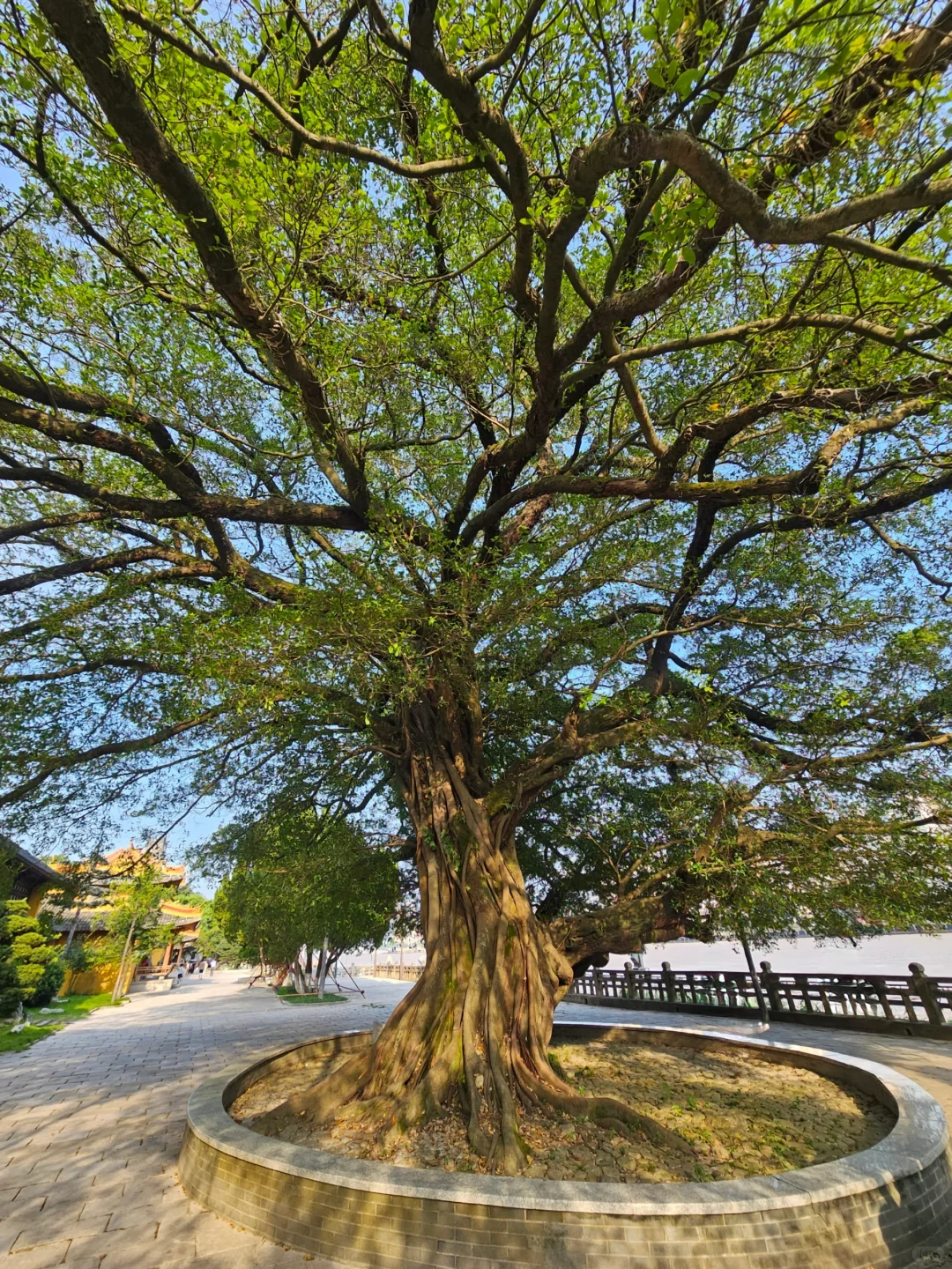 瓯江日落·温州江心屿