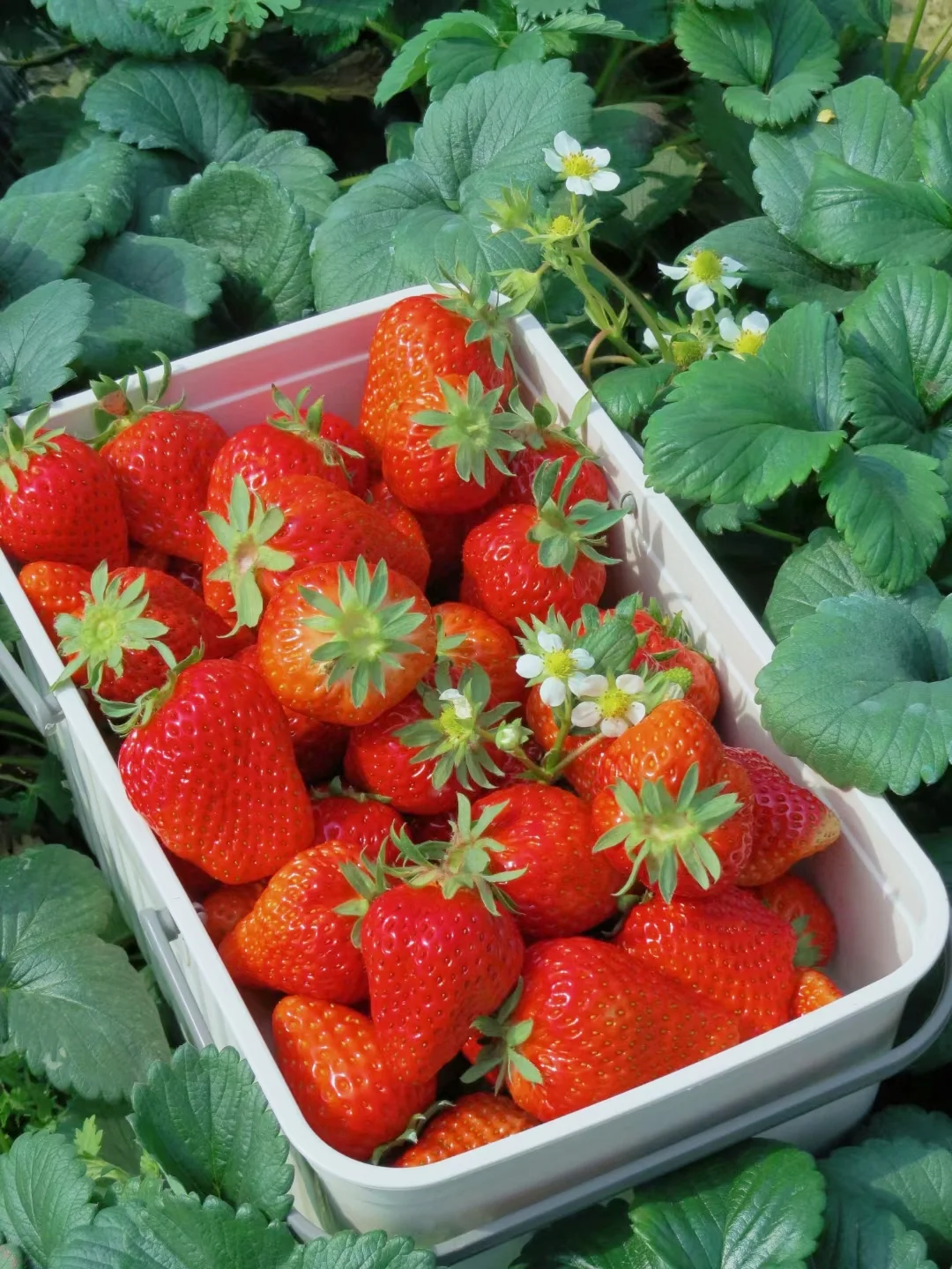 免费‼️南京这里的梅花即将花开成海