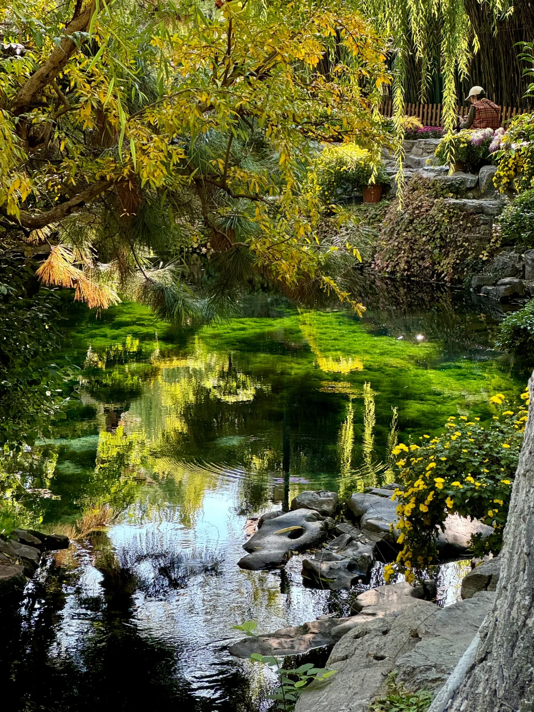 冬天来济南就走这条泉水city walk路线!