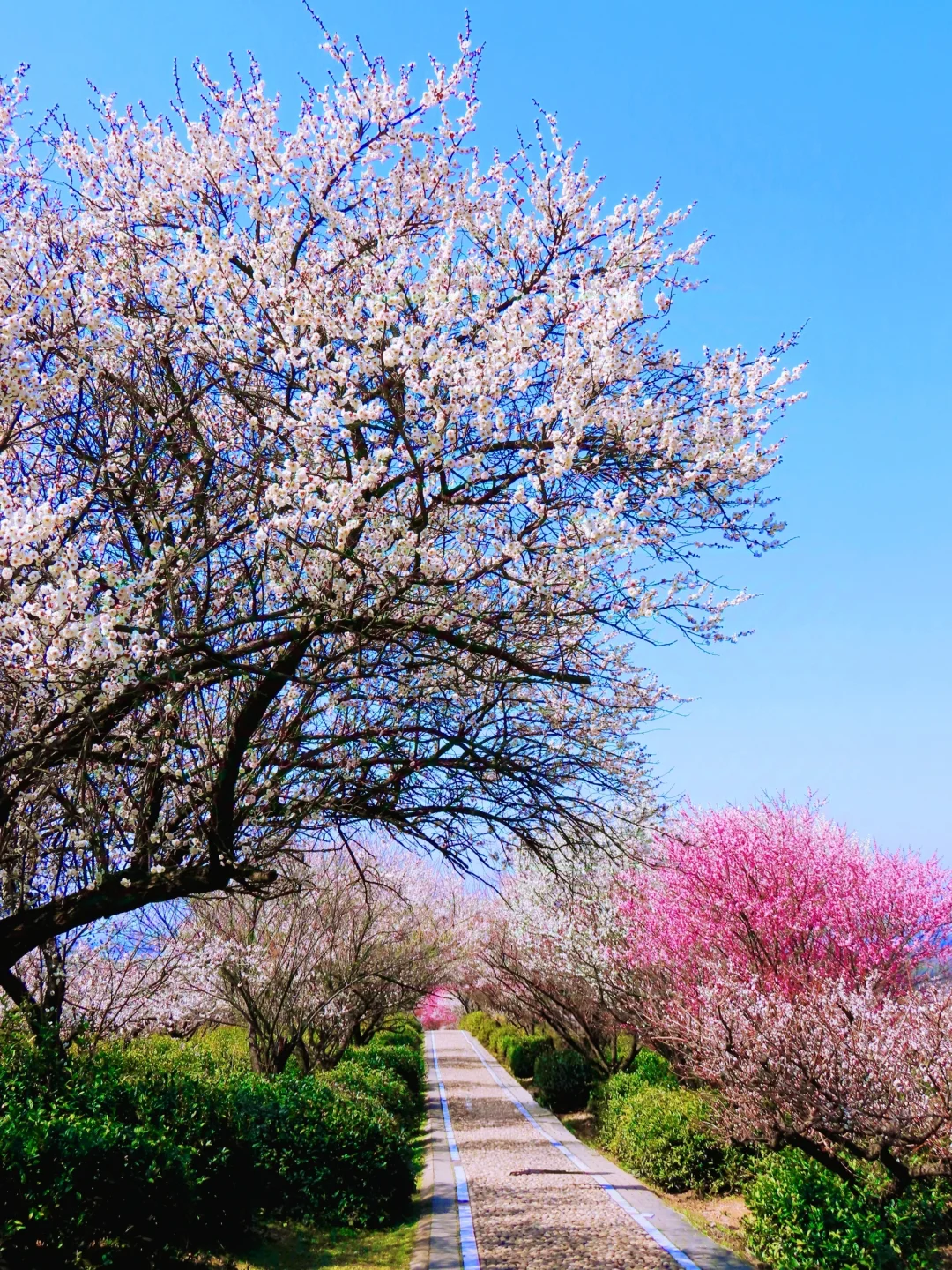 免费‼️南京这里的梅花即将花开成海