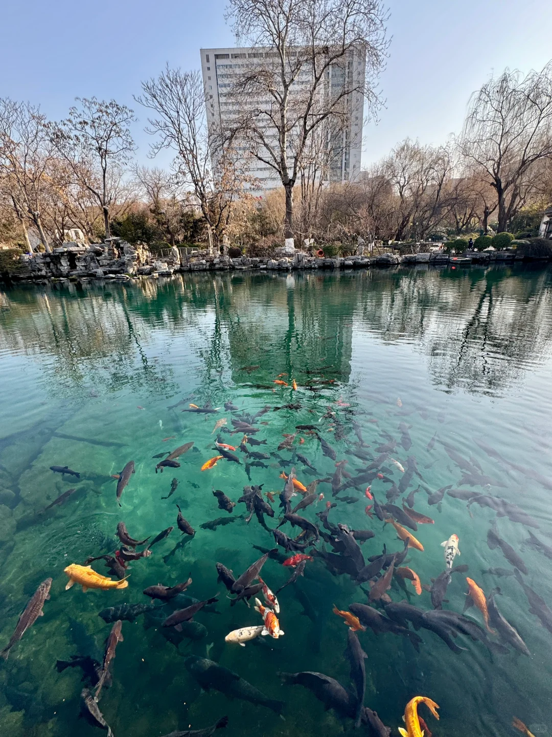 冬天来济南就走这条泉水city walk路线!