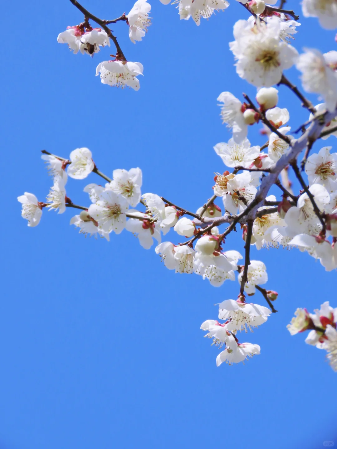 免费‼️南京这里的梅花即将花开成海
