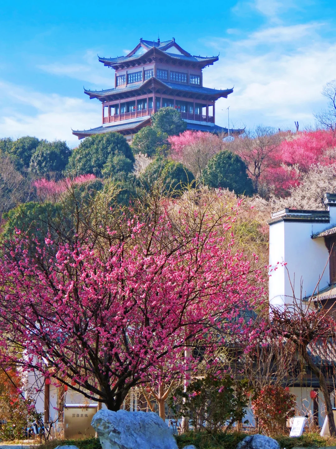 免费‼️南京这里的梅花即将花开成海