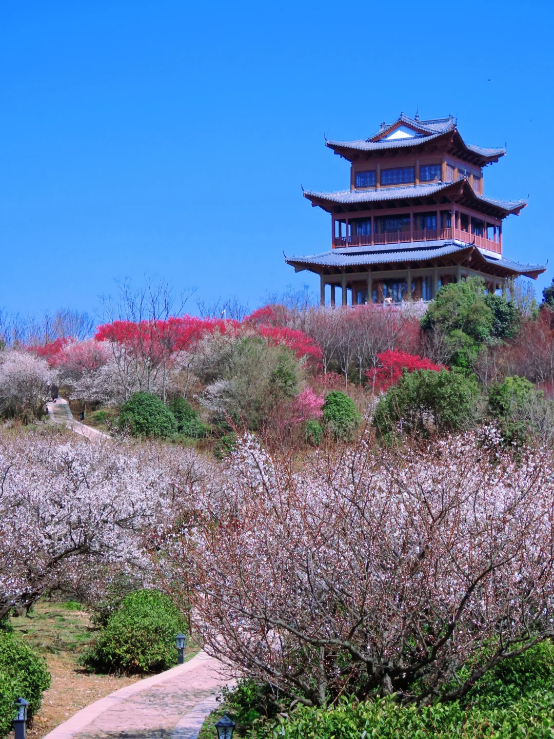 免费‼️南京这里的梅花即将花开成海