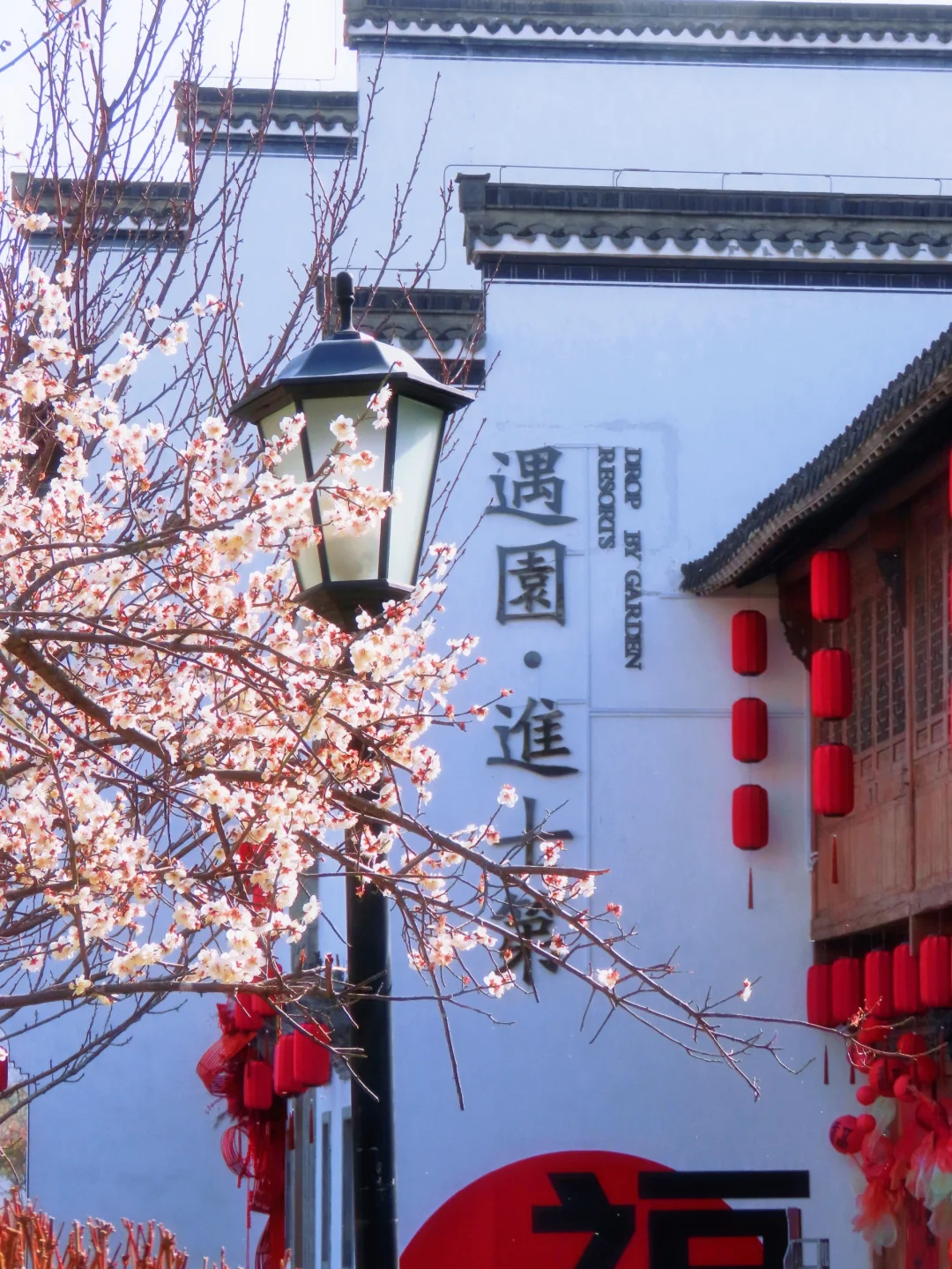 免费‼️南京这里的梅花即将花开成海