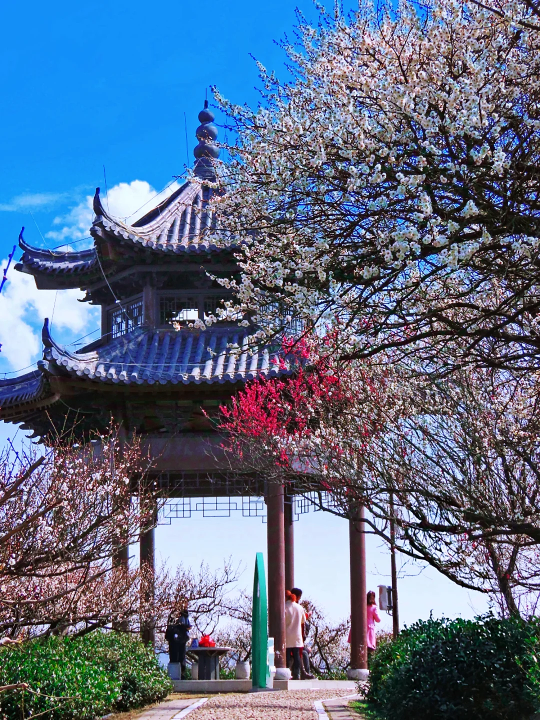 免费‼️南京这里的梅花即将花开成海