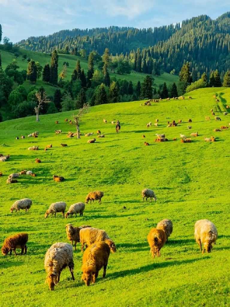 4-6月新疆旅游9天4000💰北疆纯玩全攻略