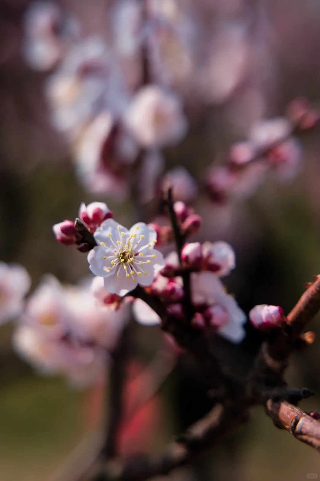 南京的春天是一万次的春和景明🌸