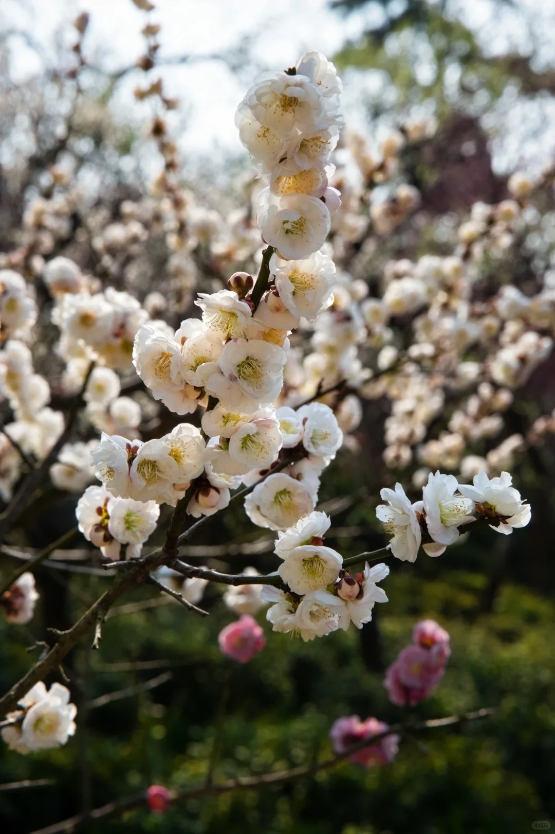 南京的春天是一万次的春和景明🌸