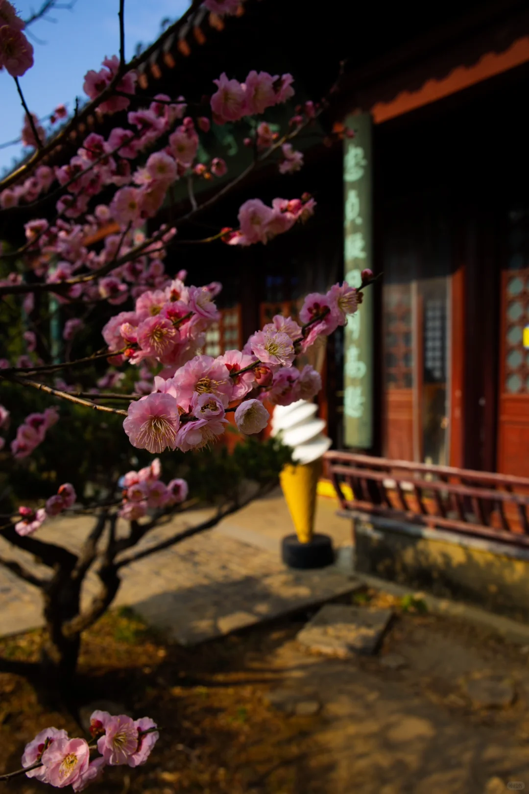 南京的春天是一万次的春和景明🌸