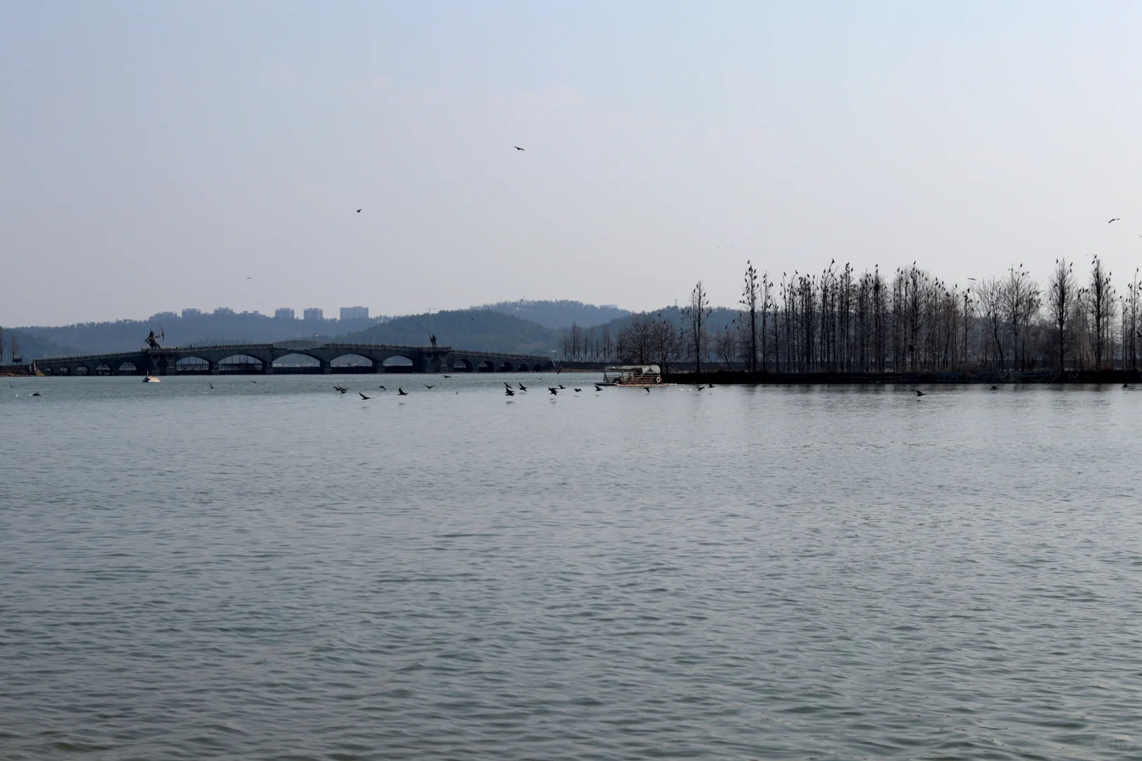 在东湖落雁寻找武汉的春天