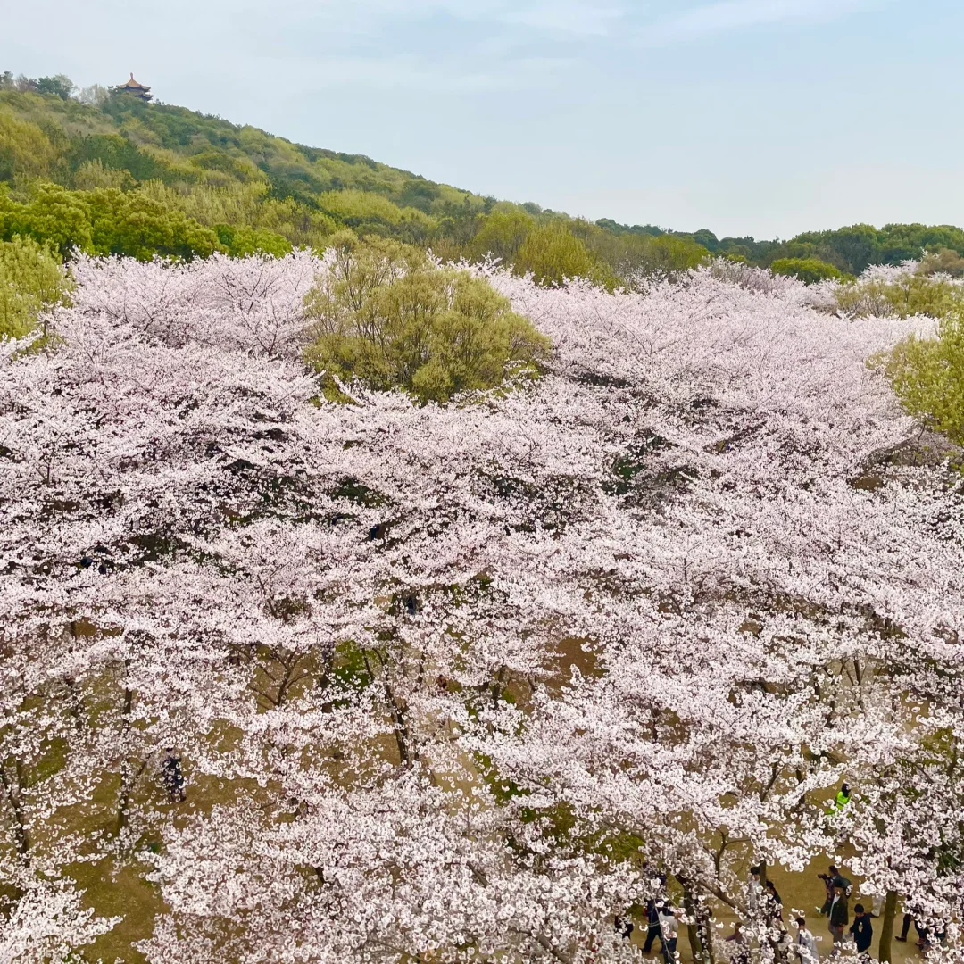 鼋头渚樱花季总结：一个普通游客的真心话