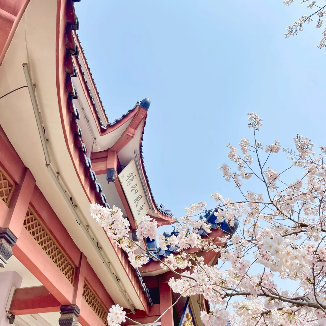 鼋头渚樱花季总结：一个普通游客的真心话