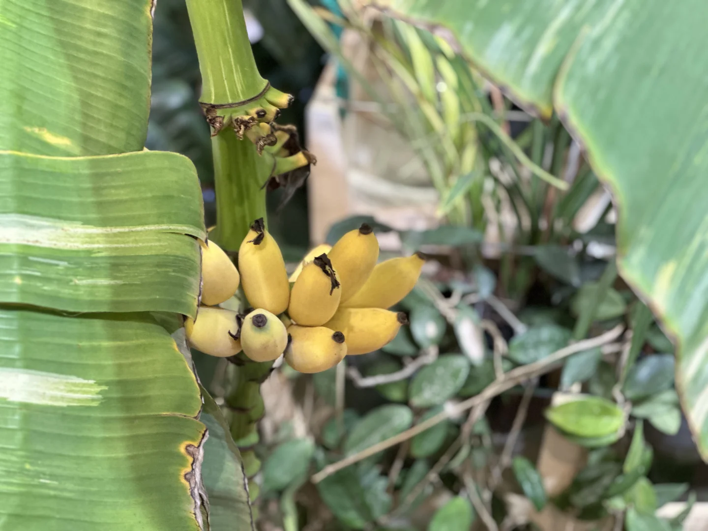 旅游攻略🎫广州华南植物园门票！可当现金用！