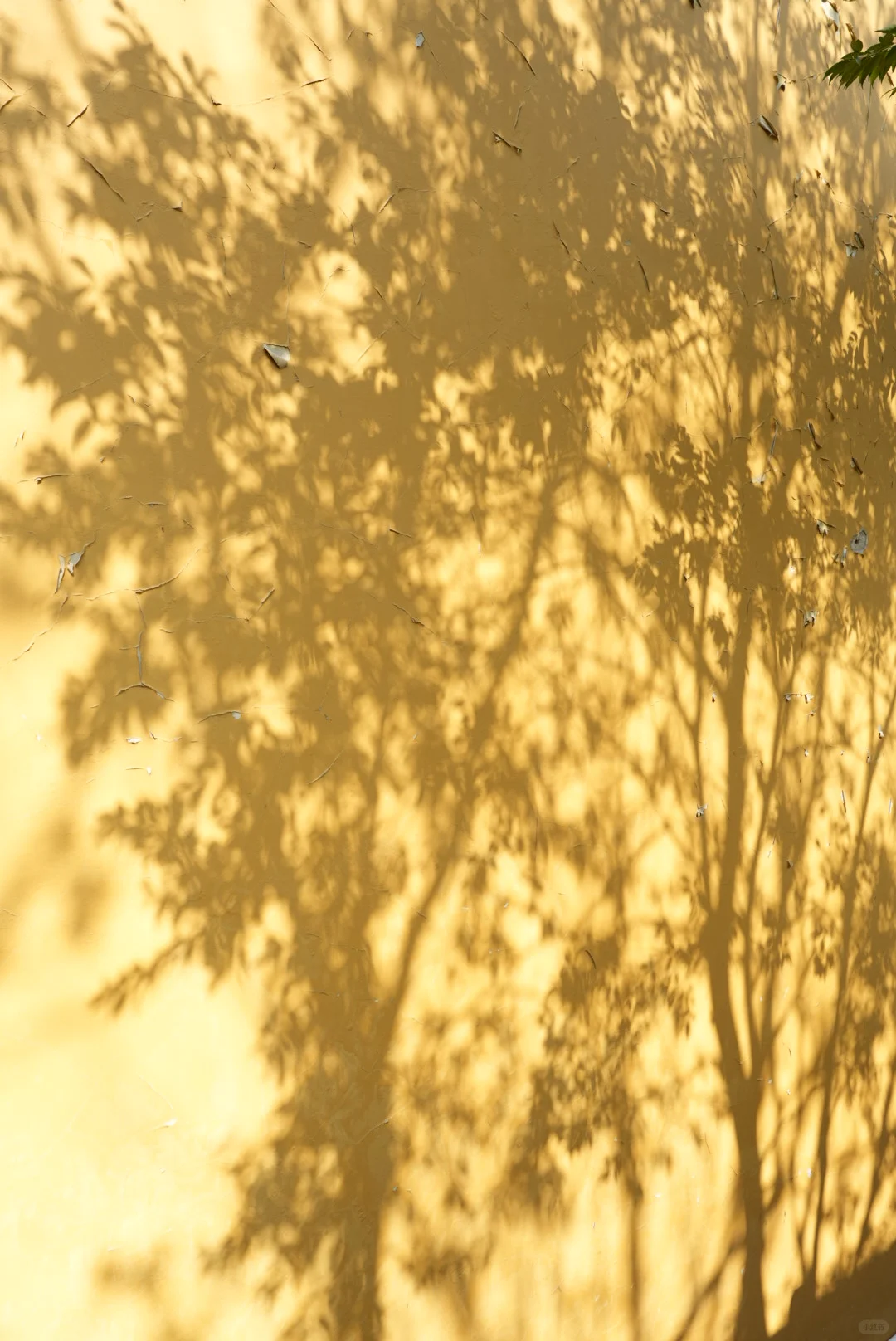 龙抬头，带狗狗拜财神，登缥缈峰