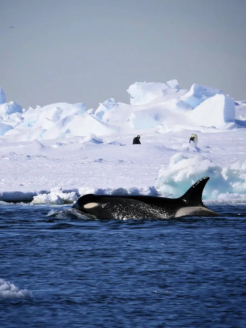 南极没想象中那么贵！去一趟真实花💰费清单