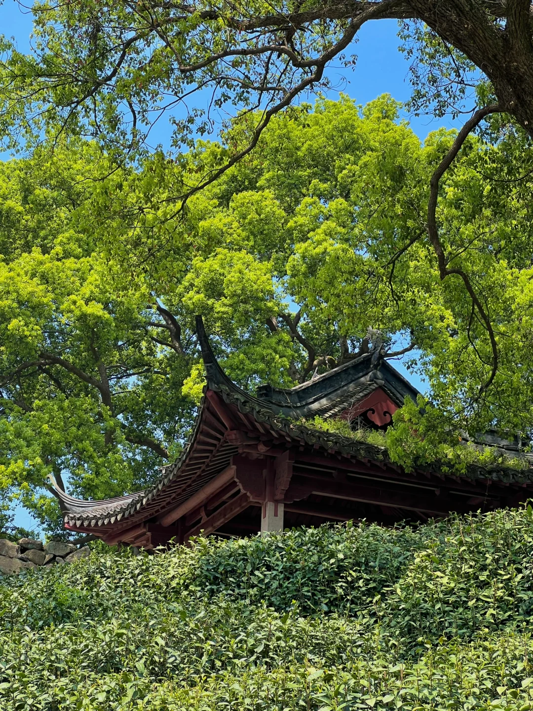 以为西湖已经够美了，直到我去了…🌿