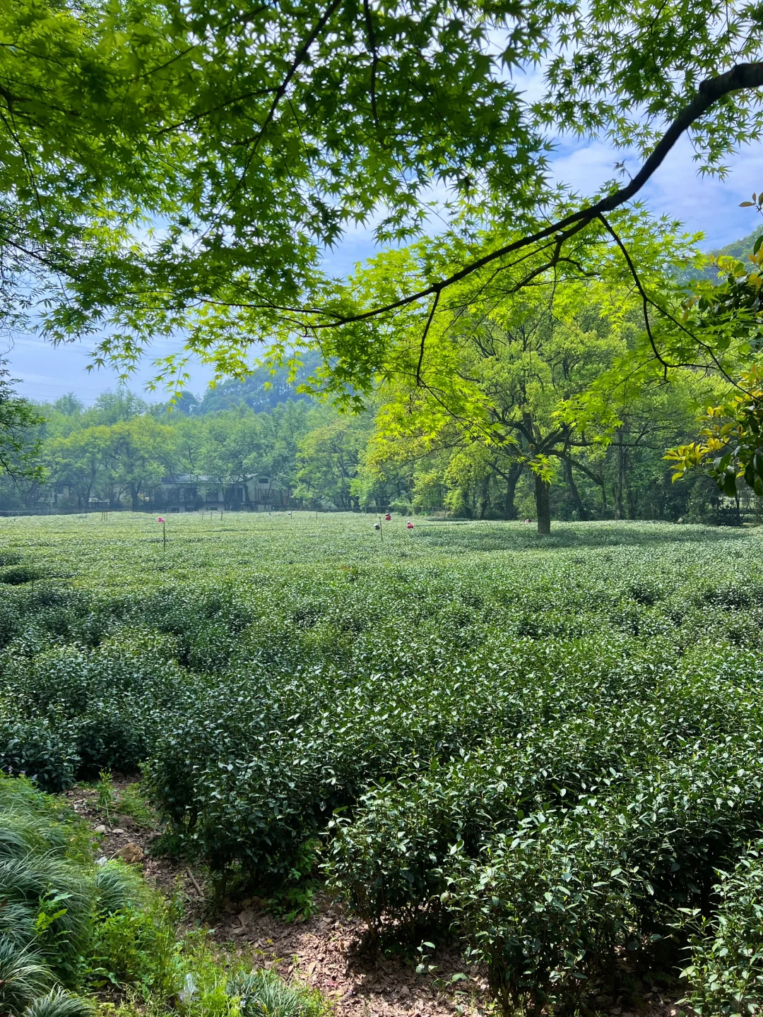 以为西湖已经够美了，直到我去了…🌿