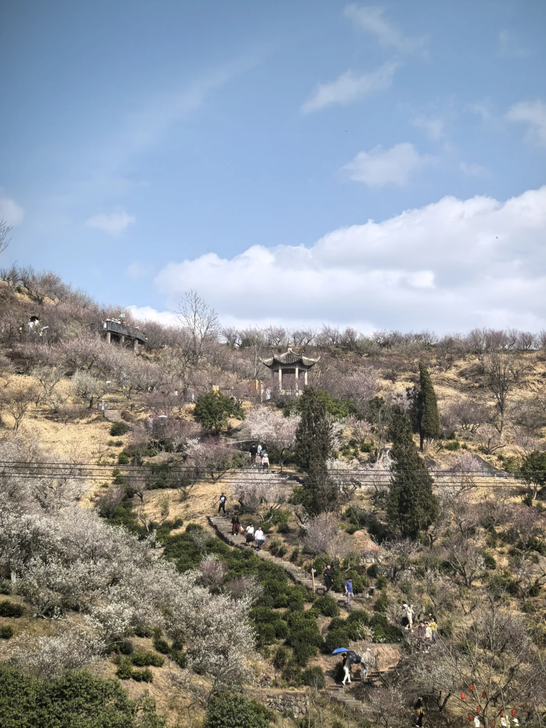 浙江绍兴|柯桥香雪梅海