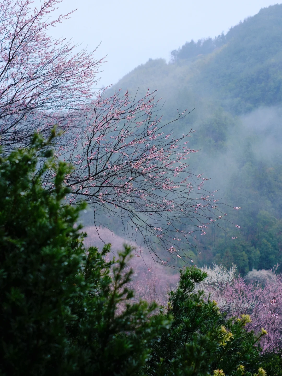 早春的徽州真的很美