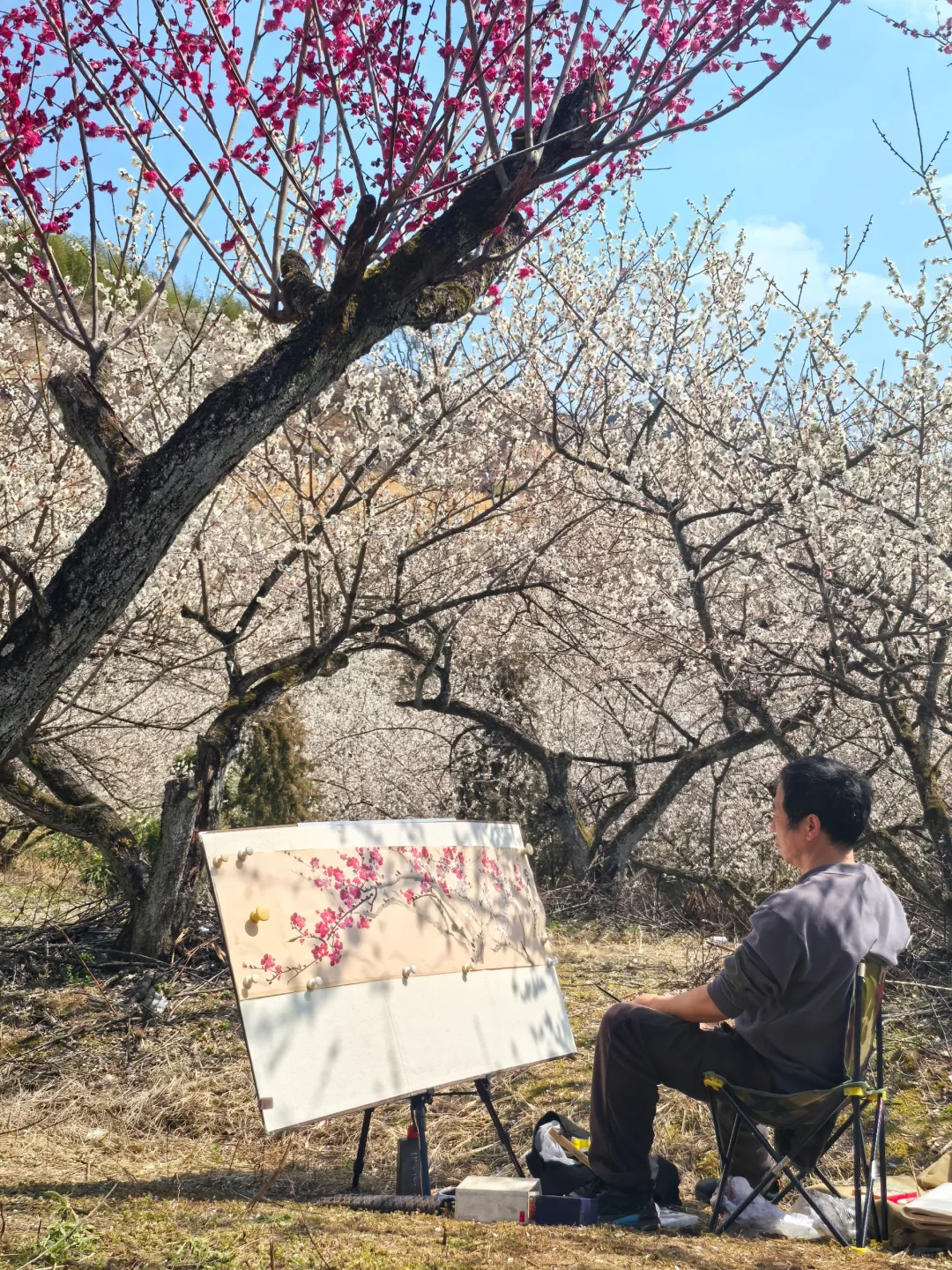 浙江绍兴|柯桥香雪梅海