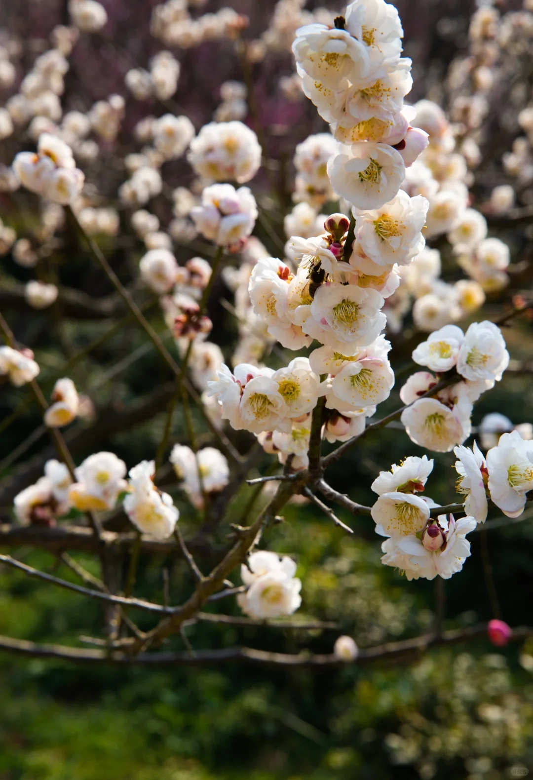 南京的春天是一万次的春和景明🌸