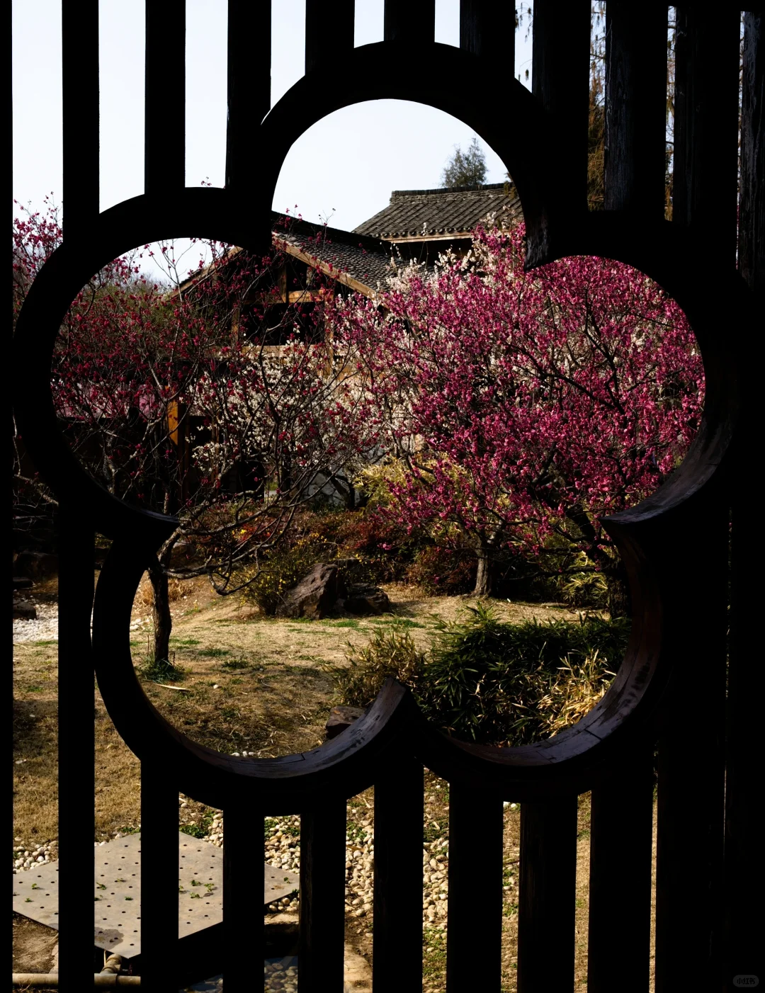 南京的春天是一万次的春和景明🌸