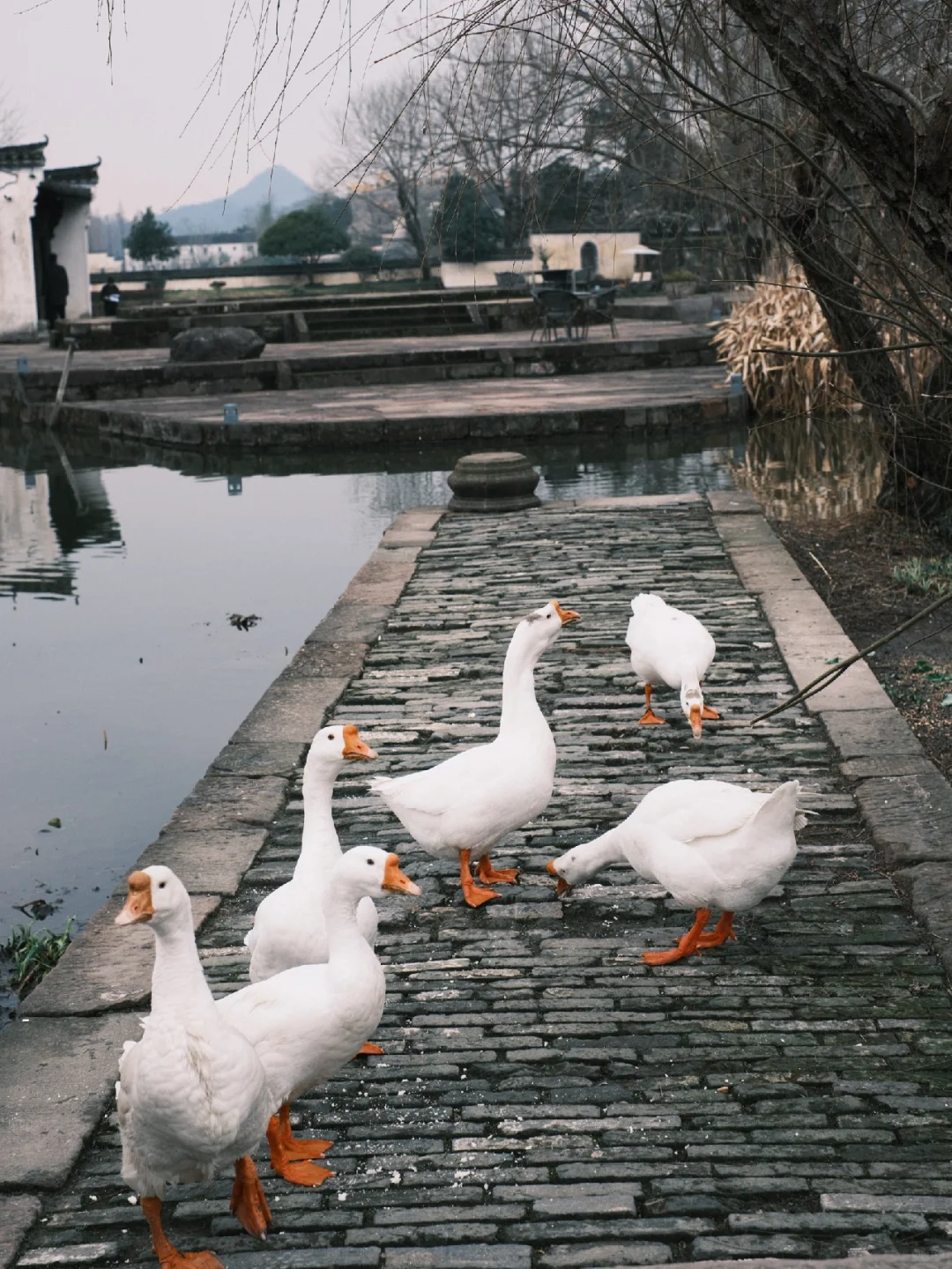 早春的徽州真的很美