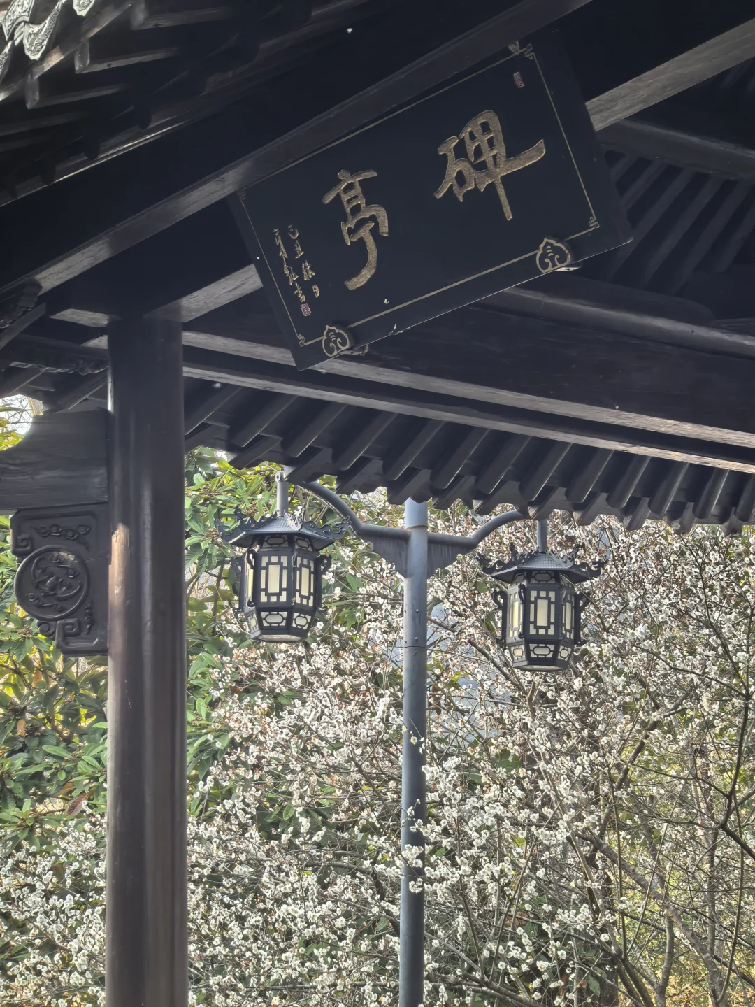 浙江绍兴|柯桥香雪梅海