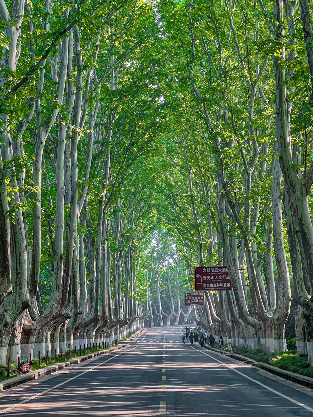 为了这❶❽张图，我特意去了一趟南京‼️