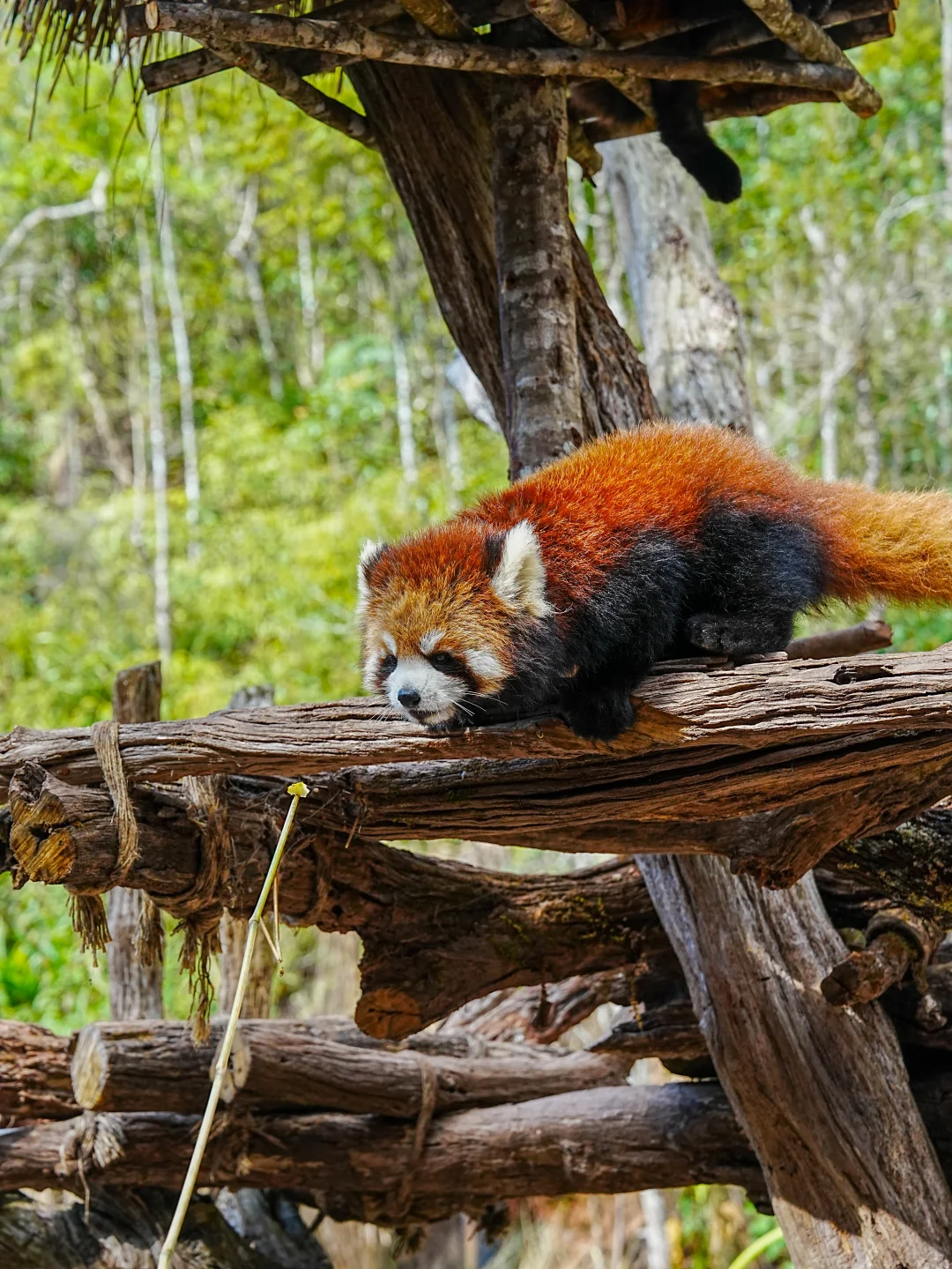 普洱和版纳已回，还没来的姐妹，挺点大实话