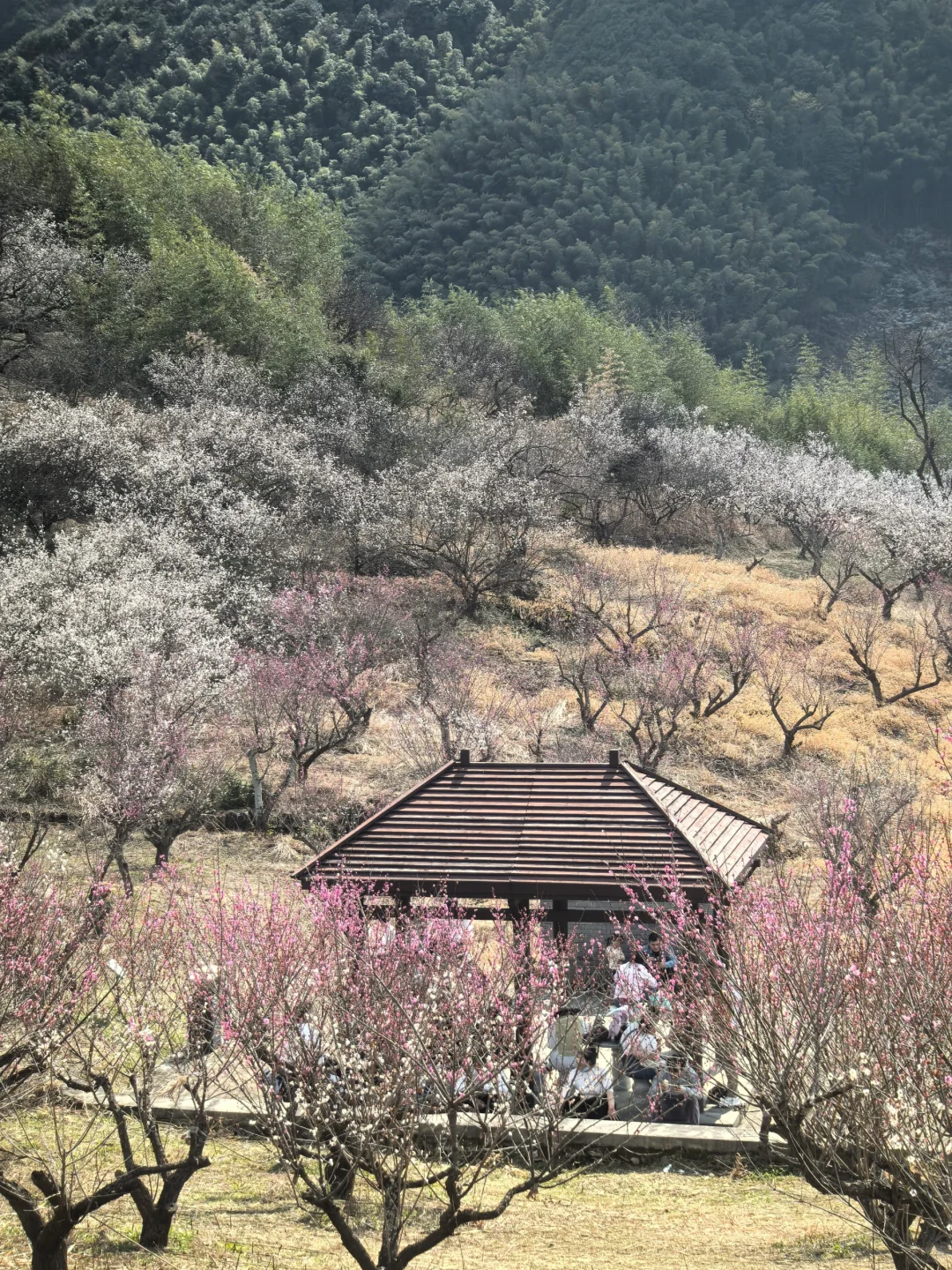 浙江绍兴|柯桥香雪梅海