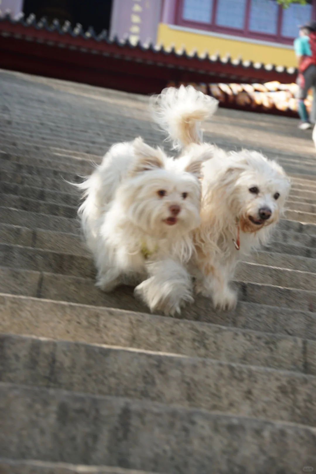 龙抬头，带狗狗拜财神，登缥缈峰