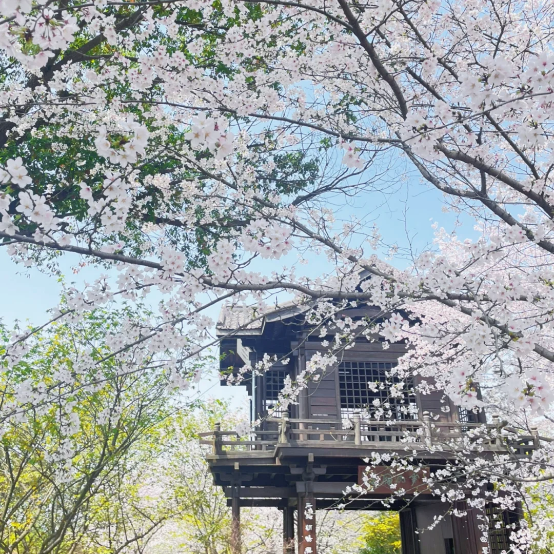 鼋头渚樱花季总结：一个普通游客的真心话