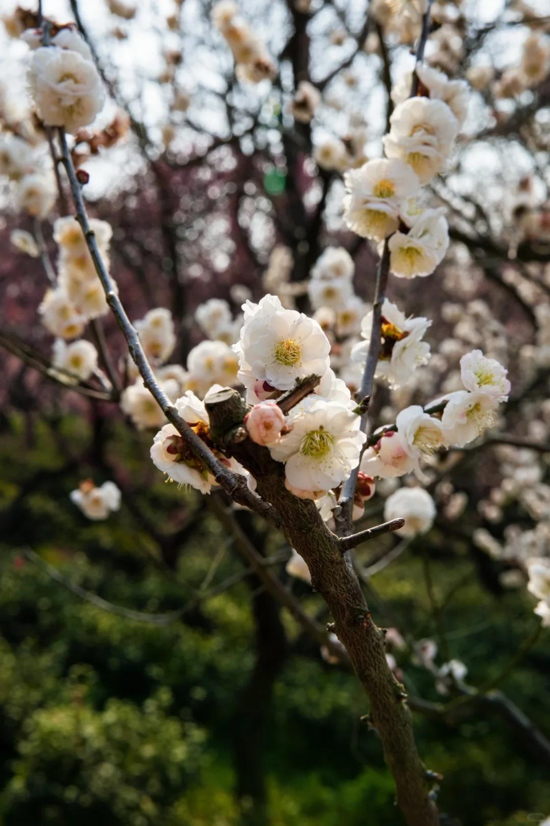 南京的春天是一万次的春和景明🌸