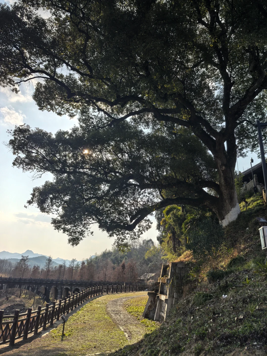 浙江绍兴|柯桥香雪梅海