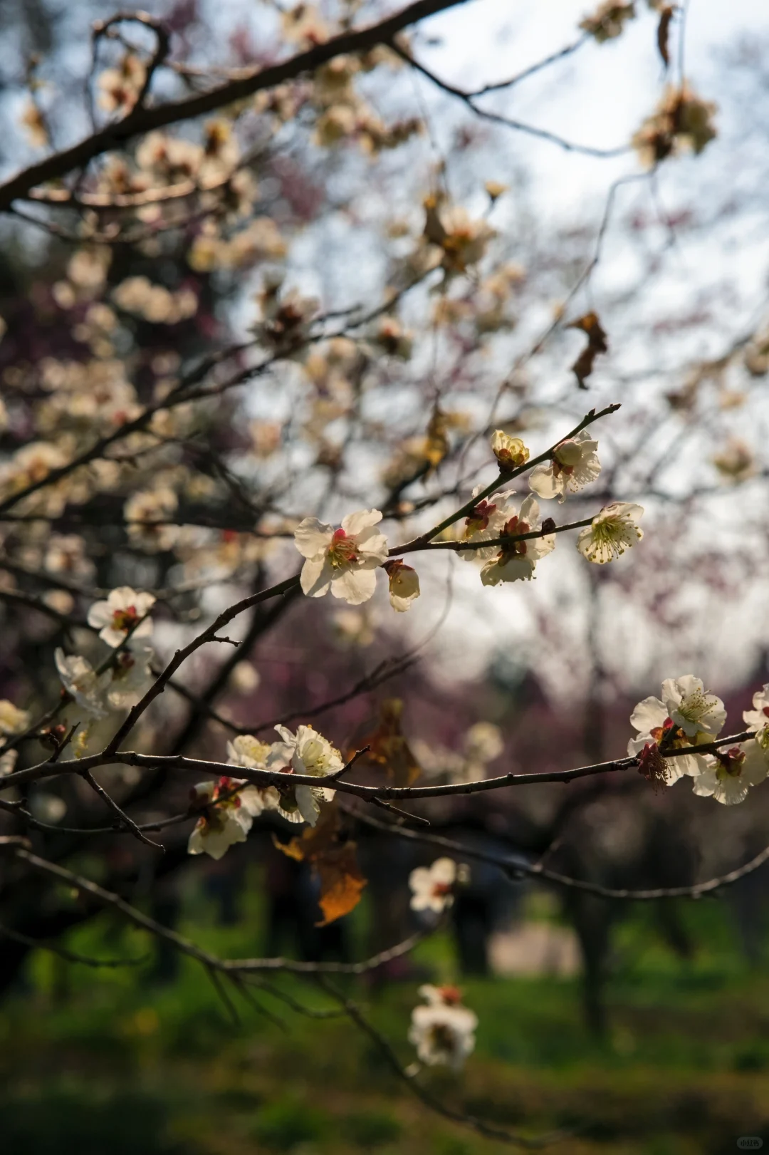 南京的春天是一万次的春和景明🌸