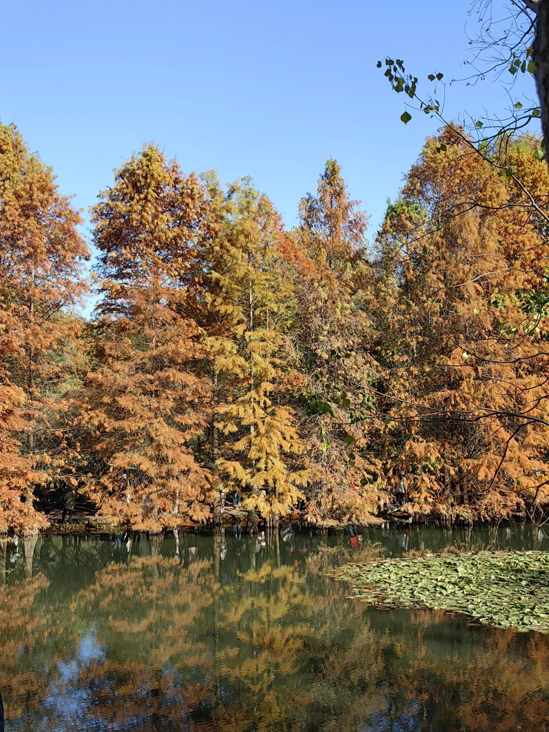 带爸妈江浙沪七日游攻略详细版（一）