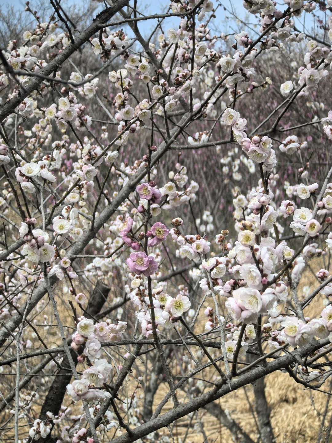 浙江绍兴|柯桥香雪梅海