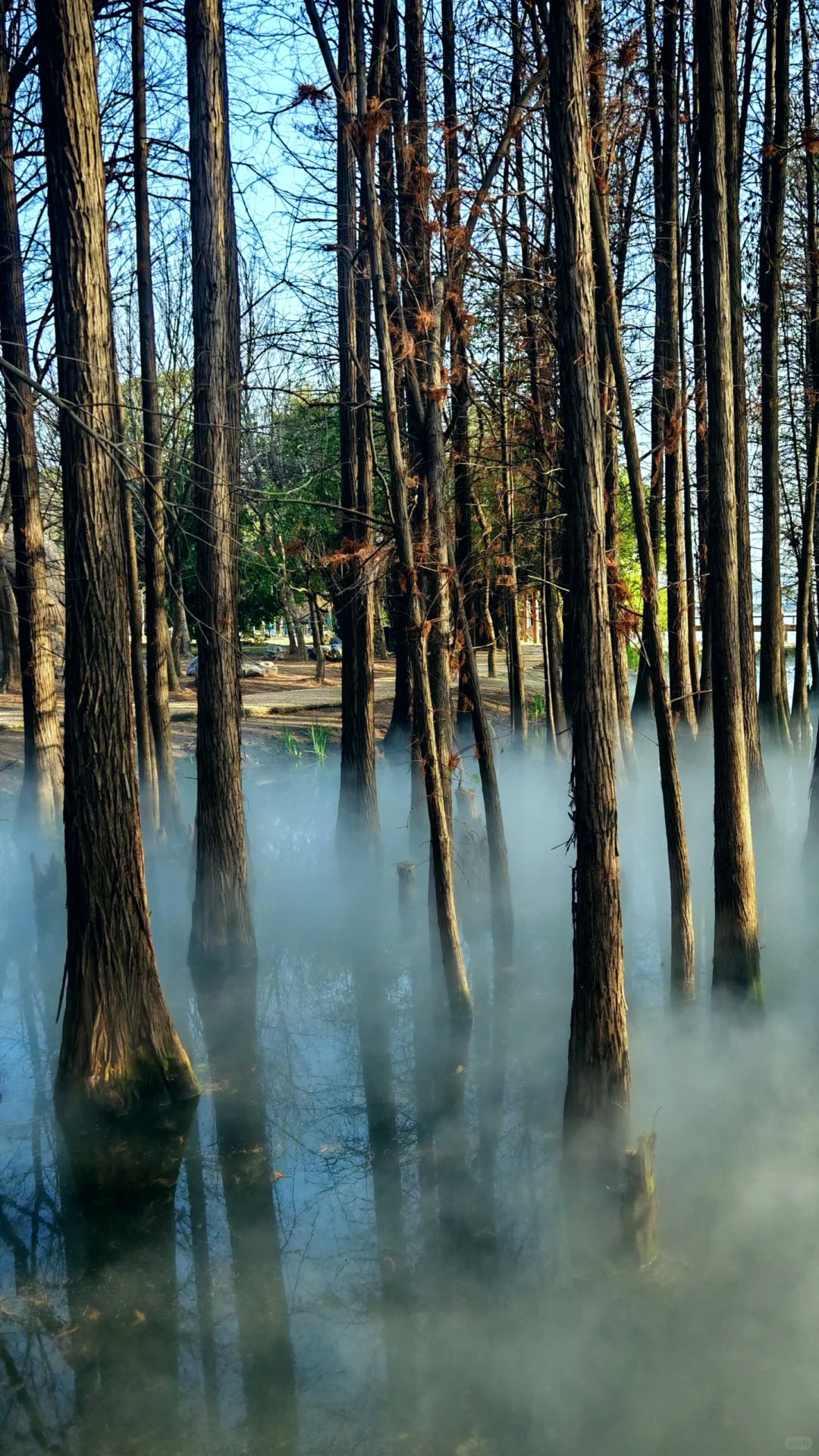 在东湖落雁寻找武汉的春天